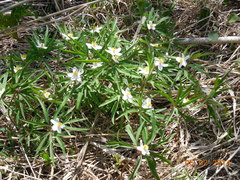 Anemonoides caerulea