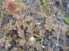 Acaena caesiiglauca