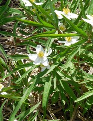 Anemonoides caerulea