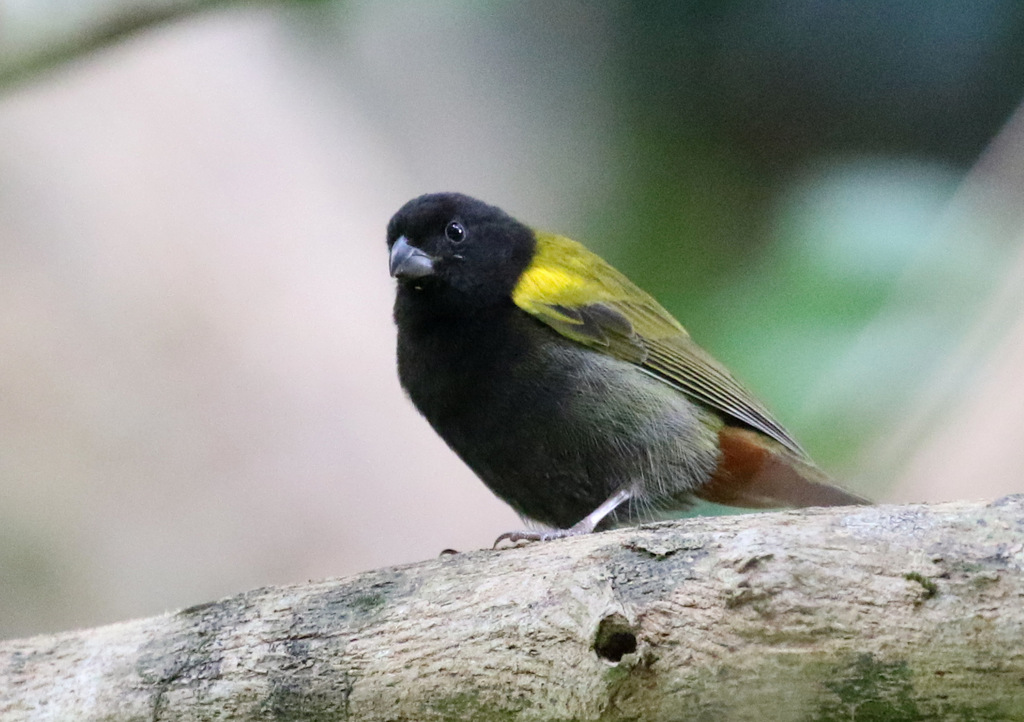 Yellow-Shouldered Grassquit