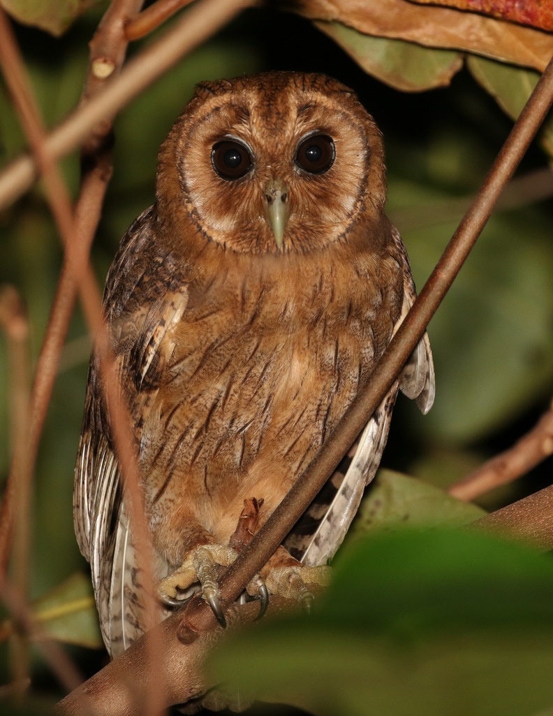 Jamaican Owl photo