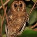 Jamaican Owl - Photo (c) guyincognito, some rights reserved (CC BY-NC), uploaded by guyincognito