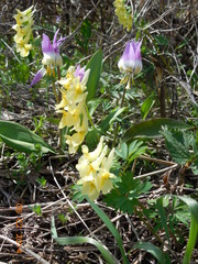 Corydalis bracteata