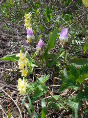 Corydalis bracteata
