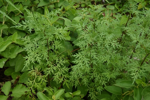 Bidens parviflora iNat (2)