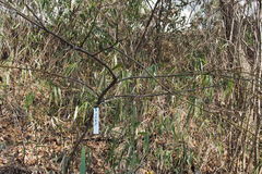 Lindera umbellata