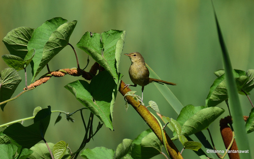 iNaturalist image