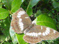 Limenitis glorifica
