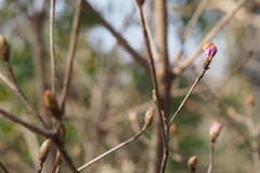 Rhododendron reticulatum