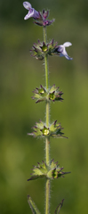 Stachys pilosa