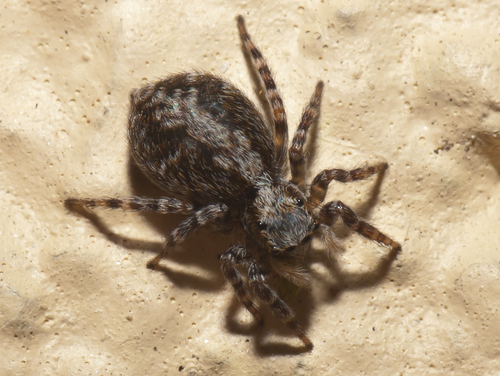 House Jumping Spider