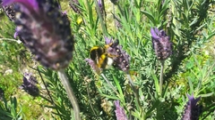 Bombus terrestris lusitanicus