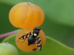 Rhagoletis cerasi