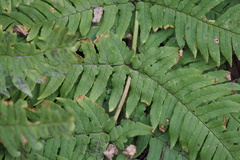 Dryopteris lacera