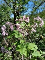 Peteravenia malvifolia