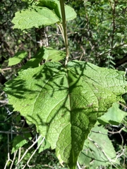 Peteravenia malvifolia
