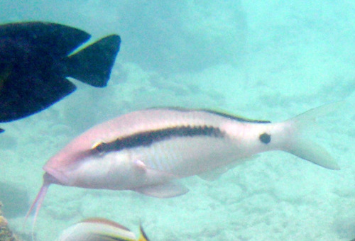 Bandstip-koraalmeerbaars (Parupeneus macronemus) — Mullidae — 5