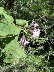 Peteravenia malvifolia