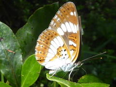 Limenitis glorifica
