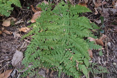 Dryopteris lacera