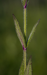 Stachys pilosa