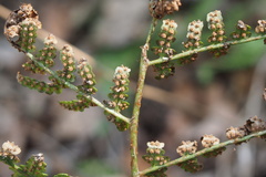 Dryopteris lacera
