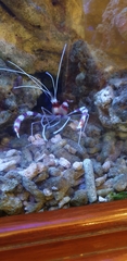 Stenopus