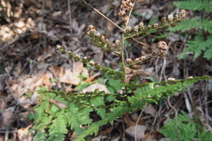 Dryopteris lacera