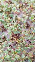 Euphorbia vizcainensis