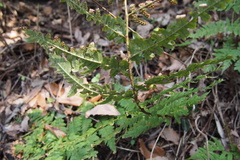 Dryopteris lacera