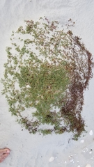 Euphorbia vizcainensis