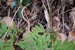 Dryopteris lacera