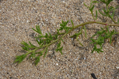 Salsola komarovii iNat (1)