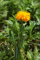 Hypochaeris ciliata
