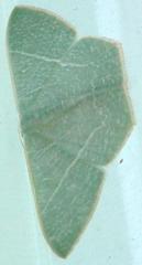 Pelagodes antiquadraria