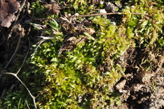 Sphagnaceae