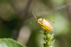 Chauliognathus flavipes