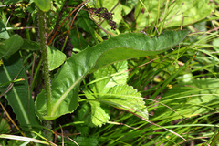 Hypochaeris ciliata