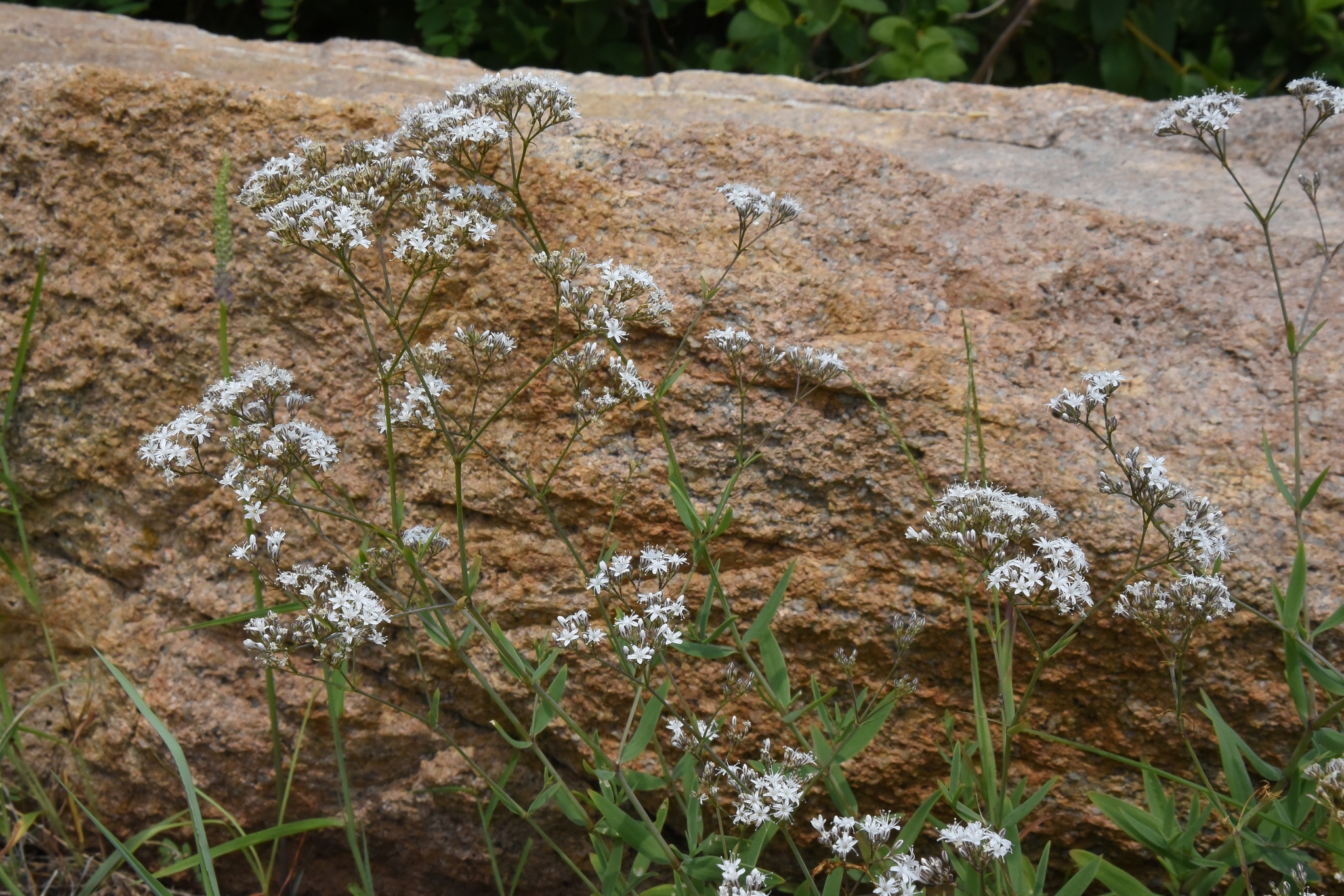 Gypsophila oldhamiana