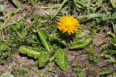 Hypochaeris ciliata