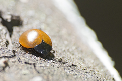 Aegithus clavicornis