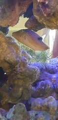 Canthigaster papua