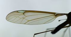 Leptotarsus albistigma