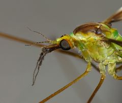 Leptotarsus albistigma