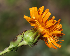 Hypochaeris ciliata