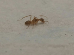Camponotus zonatus