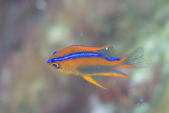 Neoglyphidodon crossi