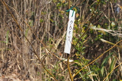 Lindera umbellata