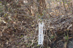 Diabelia spathulata