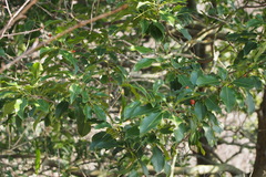 Ilex pedunculosa